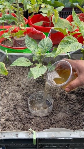 Growing capsicum plant by using liquid organic fertilizer on the roots #gardening #capsicum #garden