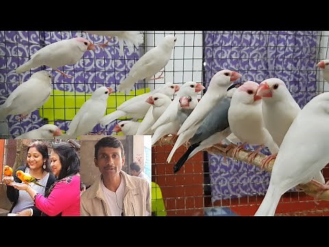 White Java Birds For Breeding Setup / How to know Java Bird is Male Or Female.