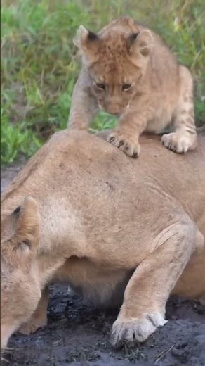 Life of African Lions | The adorable little lion cub!