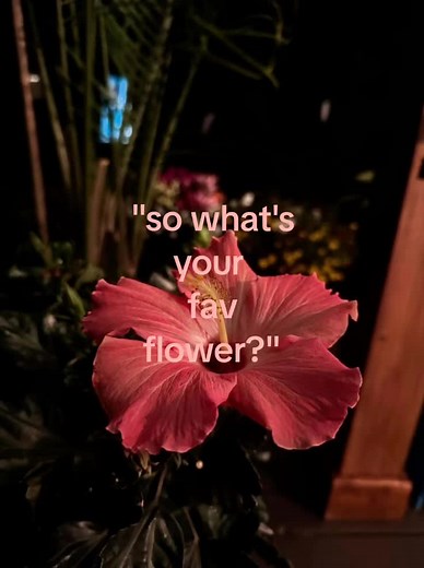 Hibiscus Flower: Why It’s a Favorite Blossom