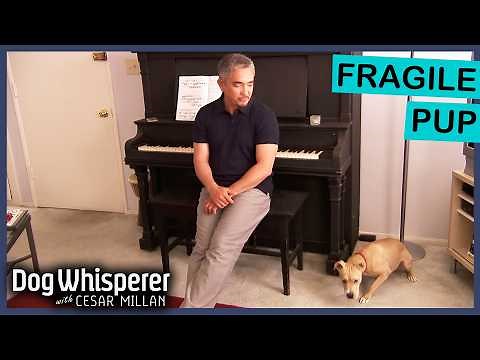 Season 4 Episode 3 | Rescue Dog Lives Life In Constant Fear | Dog Whisperer With Cesar Millan