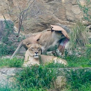 2.1M views · 5.8K reactions | Axelle gets more excited for boxes than most cats  | San Antonio Zoo | Facebook