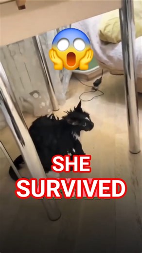 Cat Trapped in Washing Machine Survives 😱 Rescue in Moscow