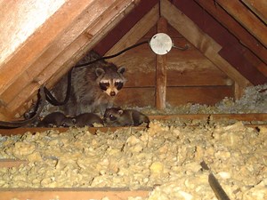 How to safely clean a raccoon latrine?
