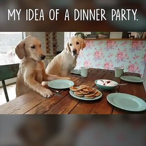 This is amazing. 🐶 | Oomy