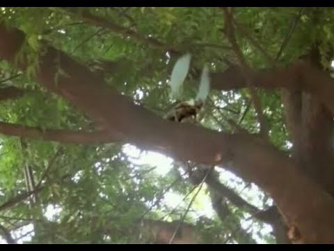 Real Life Fairy Caught On Camera