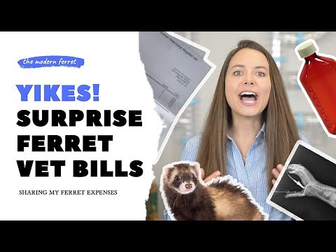 True Cost Of Ferrets: How Much I Spent At The Vet $$$