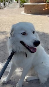 AGGIORNAMENTO UNA FAMIGLIA DI MARINA DI CAMEROTA LO PRENDERA' IN ADOZIONE🥳🥳🥳🥳🥳 GRAZIEEE STATO ACCALAPPIATO A MARINA DI CAMEROTA...INVITO I TURISTI A FARSI UN PO' I CAXX LORO...SIETE CONTENTI QUANDO ARRIVA L' ACCALAPPIACANI, È SALVO... SALVO COSA??? ORA È AL SANITARIO E PII PARTIRA' PER LA DESTINAZIONE FINALE CANILE CHISSÀ DOVE A MARCIRE PER SEMPRE ... | Gianna Senatore