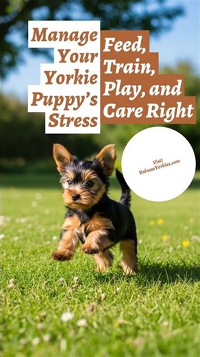 Manage Your Yorkie Puppy’s Stress
