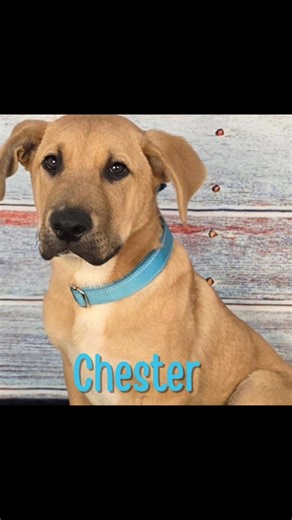 💙 Meet Chester – Your Future Best Friend (and Professional Sock Thief)! Hi, I’m Chester, a 4-month-old Lab mix with big paws, big ears, and an even bigger heart. The humans here say I’m going to be a large boy someday, but right now I’m still in my adorable, slightly clumsy puppy phase. My hobbies include: 🐾 Zooming around like a tornado with legs 🧸 Carrying toys proudly like I just won an Olympic medal 👃 Sniffing absolutely everything 💤 Falling asleep mid-play because being this cute is ex