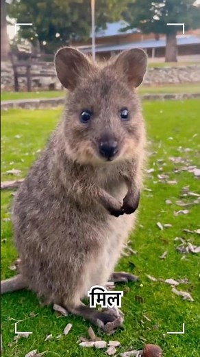 Quokka: The Happiest Animal on Earth 😊🤳