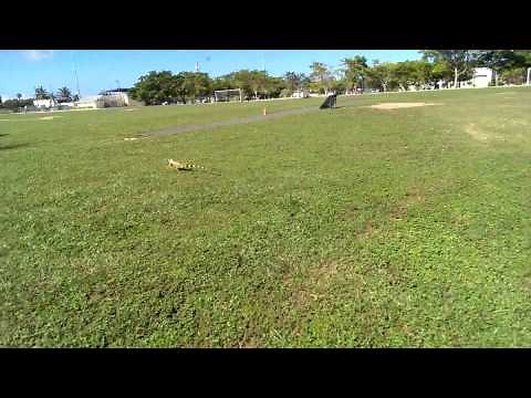 Big Iguana running faster then usain bolt