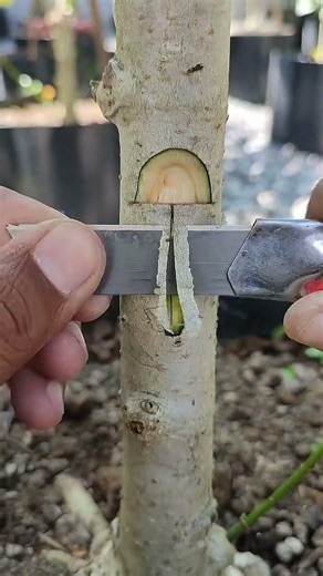 How to Propagate and Graft Plants at Home #bonsai #gardening #ihavethisthingwithplants