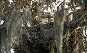 Heart of Louisiana: Swamp Birds