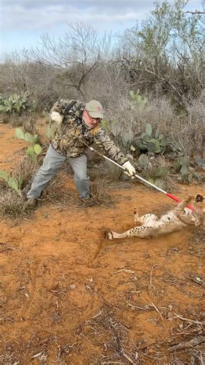 RELEASING a trapped Bobcat. #trapping #bobcat #predator