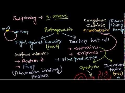 Staphylococcus pathogenesis