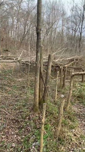 Hinge cutting to create bedding area for deer. #hunting #learning #hunter #deerbehavior #deer