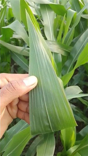 March 14, 2026##monocot एक बीज पत्री पादप ##