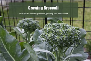 1K views | 復 Excited to share my broccoli gardening tips!  From seedlings to harvest, growing broccoli is easier than you might think. Get the tutorial on my blog. https://thegardeningcook.com/growing-broccoli/ | The Gardening Cook | Facebook