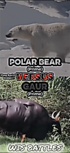 Polar Bear VS Gaur