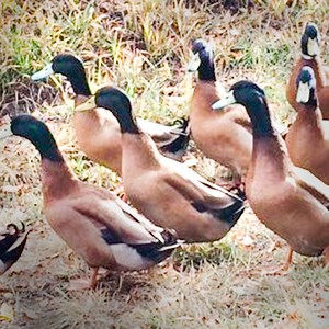 Khaki Campbell Ducklings For Sale - Egg Laying Duck