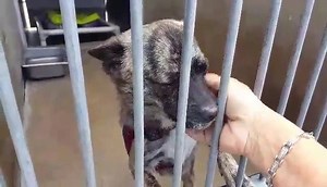 19K views · 746 reactions | CODE RED - EUTH LISTED! Rescue only -...