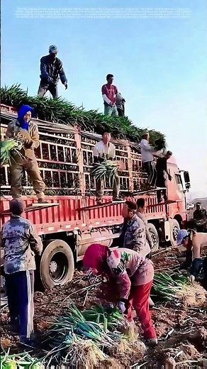 Streamlining Harvest: How Farmers Match Factory - Efficiency in Onion Transport