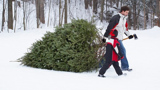 Here are 15 places to cut, buy a live Christmas tree around Louisville this year