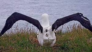 Track Royal Albatross While They Forage At Sea