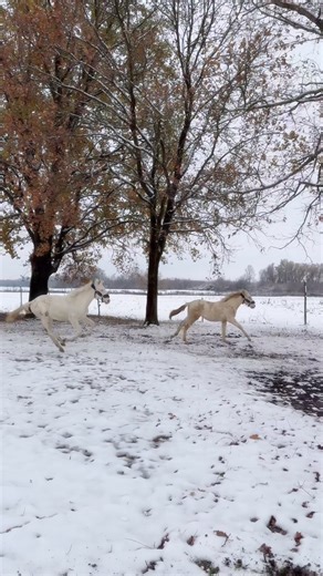 #purarazaespañola #fallerfarm #andalusian #horses #foals