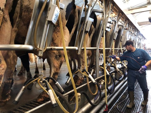 Colorado dairy farms face calls to keep workers safe as bird flu spreads among cows