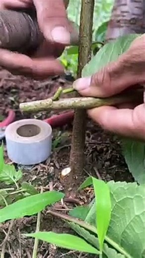GRAFTING TECHNIQUE