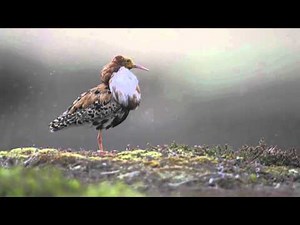 Din Tur presents the Birds of Norway - Ruff
