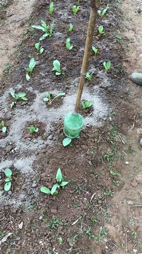 DIY Simple Powder Spreader, Super Convenient for Garden Fertilizing!