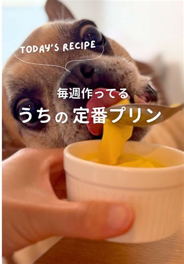 犬用豆乳プリンの作り方｜卵1個で簡単手作りおやつ