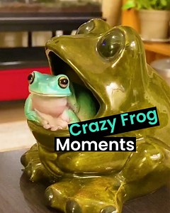 We love these jumpy little guys 🐸 | Animal Antics