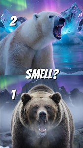 Grizzly Bear Vs. Polar Bear