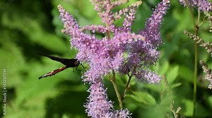 Chinese Astilbe with a Butterfly Dancing in the Breeze. This video shows a Chinese astilbe flower gently swaying in the soft breeze. A butterfly rests calmly on its blossom, adding a delicate charm an