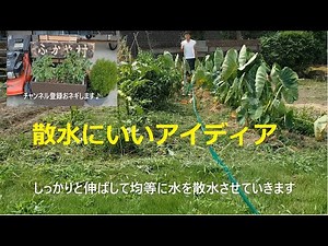 畑の散水方法 専用ホース This is a good idea for watering fields