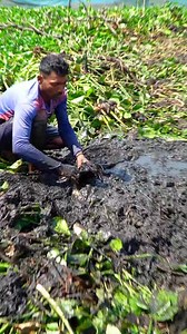 1.2M views · 3.8K reactions | Big catfish catching with cast net #catfish #bigfish #castnet | Fishing World | Facebook