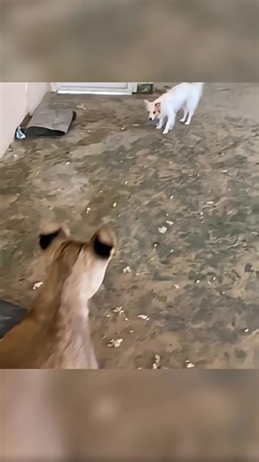 This Lioness Never Forgot Her Best Friend 🦁🐶 | Animals Dose
