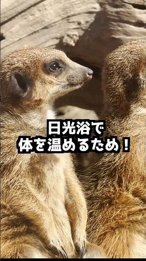ミーアキャットが立つ理由は？