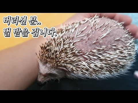 Somone abandoned a hedgehog with all its quills fallen out.
