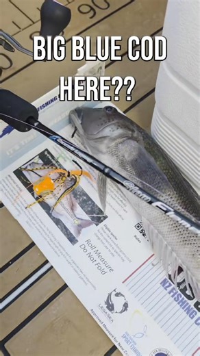 Blue Cod...HERE?? 🤯 Rangitoto Surprise Catch