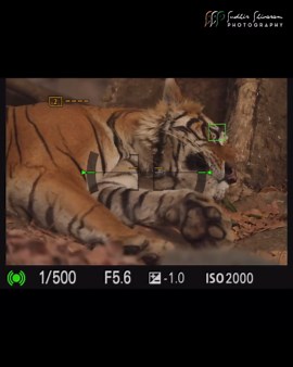 Stunning Wild Photoshoot Ideas for Outdoor Lovers