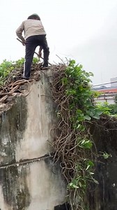 32K views · 495 reactions | Fast Grass Cutting & Overgrowth Removal – Wow! #cleaningup #cleanup #cutdown #viral #shorts | Mechanical TV | Facebook