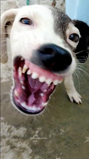 Aggressive Puppy Sound | The Animal Behavior Studio