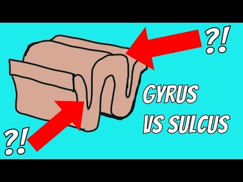 What is the difference between Sulci and Gyri?
