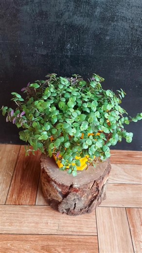 Turtle vine cuttings: From humble beginnings to leafy wonders. Witness the magic of propagation in just 35 days! #succulents #turtlevine #callisiarepens | Flower lovers