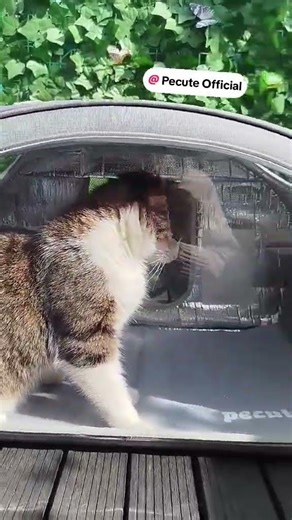 Mr Pinkman débarque sur la Lune - Leschatsnapans artemis II #chat #cat #chaton @pecuteofficial